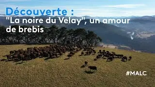 Découverte : 