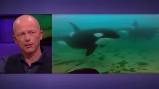 Oog in oog met orka's in de Noordzee - RTL LATE NIGHT