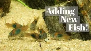 Adding 8 New Orange Venezuelan Corydoras! (and General Info)