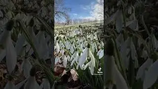 Snow drop display at Cerney House Gardens, late winter early spring #snowdrop #whiteflowers