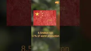 Top Orange Producing Countries in the World