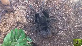 Giant Blue Bloom Bird Eater Tarantula (Pamphobeteus nigricolor)