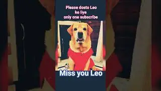 leo is no more#ripleo#sadsongs#viral#leo#i miss you leo#trendingvideo#sadsongs @gorumotivation-H98M