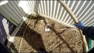 2014 Nesting Season Has Begun! American Eagle Foundation (AEF)