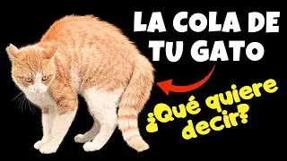 ¿Qué Significan los Movimientos de la COLA de Tu GATO?