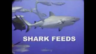 Taka - Diving The Cod Hole and Osprey Reef with Deep Sea Divers Den