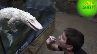 Two-Headed Snake & RARE Albino Alligator! (Reptarium Tour!)