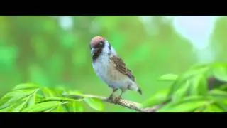 Sparrow Animation | Blender