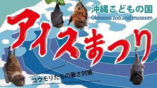 沖縄こどもの国アイスまつり【オリイオオコウモリ】