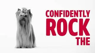 TropiClean&reg; PerfectFur&trade; &mdash; Long Haired Coat Shampoo