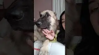 Itna Cute Hai Leo | #shorts #camerababa #gsd #dog
