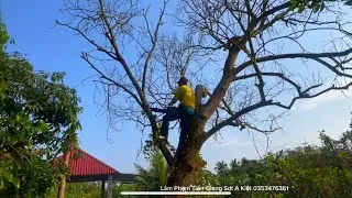 Nhóm A Kiệt A Minh A Sang leo Cưa 2 cây Xoài chế,t khô  