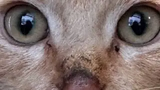 Feed the dog a cat.  