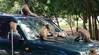 Monkey attack car at Angkor wat