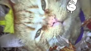 Cat Body Parts All Over My Present