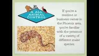 Snake Control & Removal, Phoenix, AZ