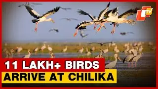 Chilika&rsquo;s Bird Population Hits New High, Conservation Efforts Praised