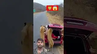 Lions Storm A Parked car on a remote Road - shocking wildlife moment 😨😲#shorts #shortsfeed #aivideo