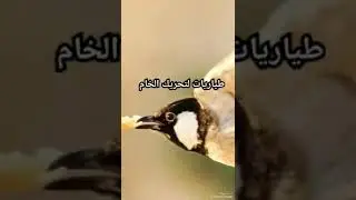 طياريات لتحريك الخام شغل ولا تنسى الاشتراك في القناه لطفآ  من اروع ندهات البلابل الوحشيه بلابل محميه