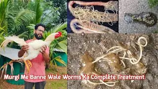 Murgi Me Banne Wale Worms Ka Complete Treatment 