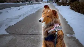 Daily Dog Walk with Miley the Sheltie  | Relaxing Morning Walk