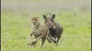 Arusha National park