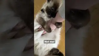 Falling for Bonnie&rsquo;s belly trap again