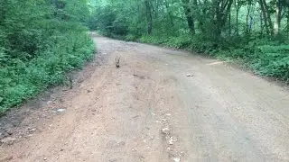 Baby fox on the road to ask food from people 2015 / Лиса вышла на дорогу к людям просить пищу 2015