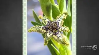 Ferraria - garden plants