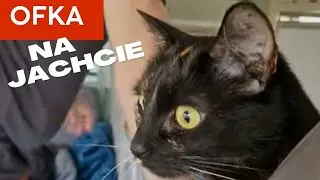 Kot PODRÓŻNIK pierwszy raz na JACHCIE!