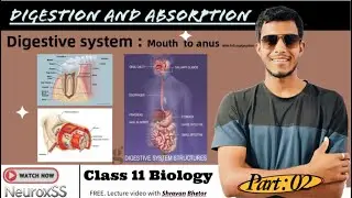 Digestive system || Digestion and Absorption Part-02 || Class 11 Biology