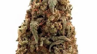 Mango Kush