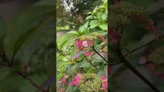 iphone 16 captures stunning videos 4k vertical format fall Season colours