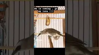 #trending #birdie save me #viral