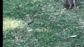 Miss Parker, Bob tail Grey squirrel, finds hazel nuts in Central Park