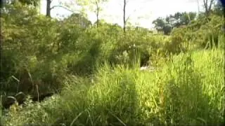 Walking Through Pennyslvania Wetlands