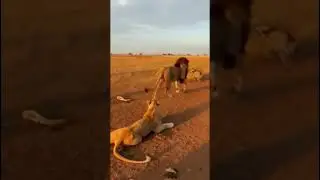 Wild Boar With Horns Trolls Lions 😂🦁