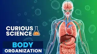 💪🏋️Body Organization || Curious science Series ||Day 1||Science 🧪 For all