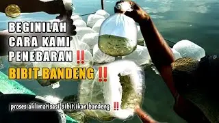 BEGINILAH CARA KAMI PENEBARAN BIBIT IKAN BANDENG TAMBAK SISTEM TRADISIONAL ‼️@DuniaTambak