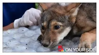 Newest members of world's most endangered wolves born at Saint Louis Zoo facility