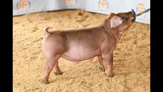 HF Genetics 91-1 DB
