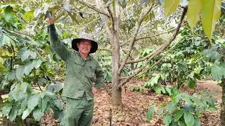 Thời điểm  vào nước tốt nhất cho sầu riêng ra mắt cua 