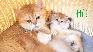 Kittens are lovingly cared for by their mother cat. So sweet!
