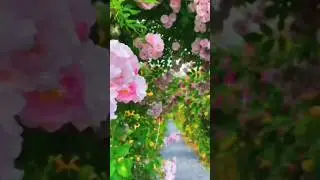 Beautiful Rose Flower status #flowers #nature #viralvideo #tending