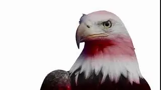 bald eagle stoic look with flag overlay hq