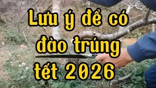 Điều chỉnh hoa đào nở đúng tết 2026 cần lưu ý #vuondaothaiduong #chia sẻ kinh nghiệm
