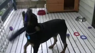 FUNNY DOG TOY REVIEW