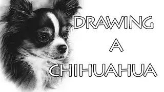 Chihuahua Dog Portrait Realistic Charcoal Drawing