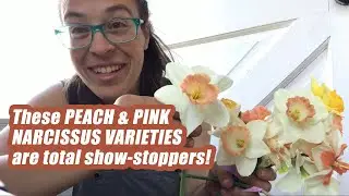 Favorite PEACH AND PINK NARCISSUS VARIETIES to grow