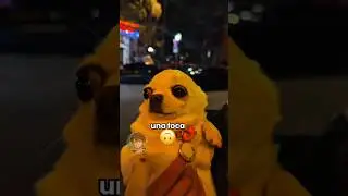 Cane panzone🐶 EP. 21